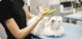 Pet-Hair Service